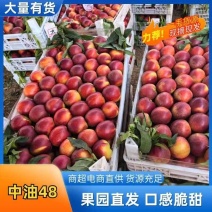 砀山油桃，大量上市，品质**，欢迎新老客户联系