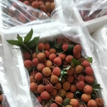 白糖罂，妃子笑，桂味一件代发