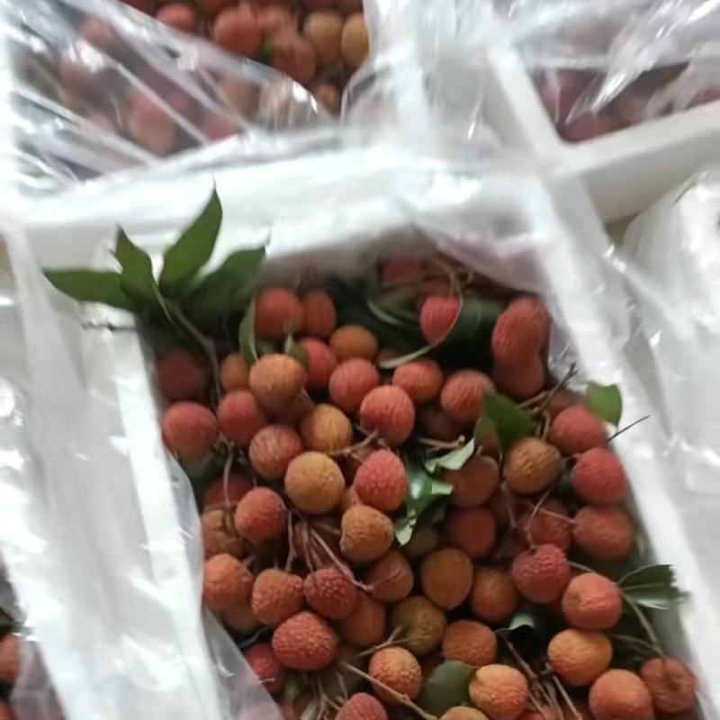 白糖罂，妃子笑，桂味一件代发