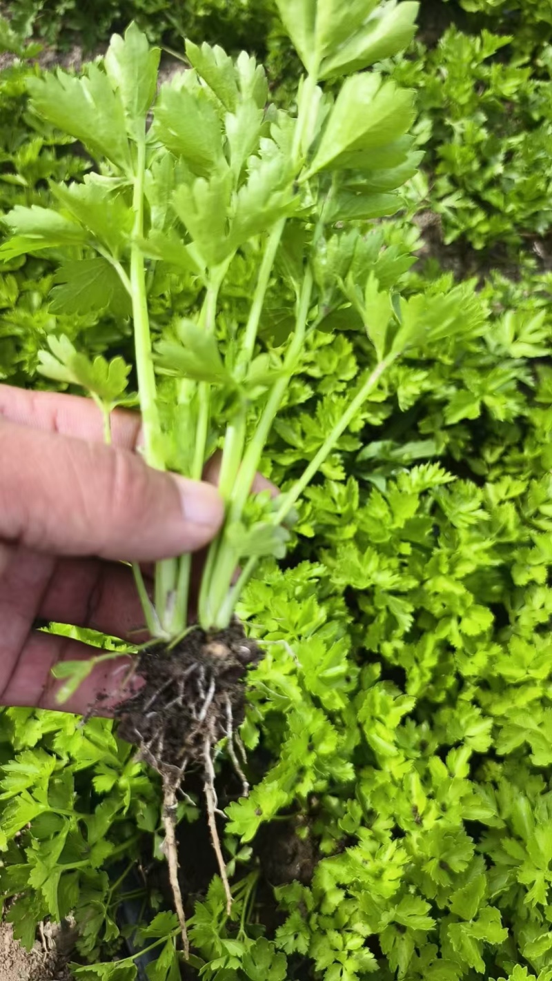 皇后西芹苗子