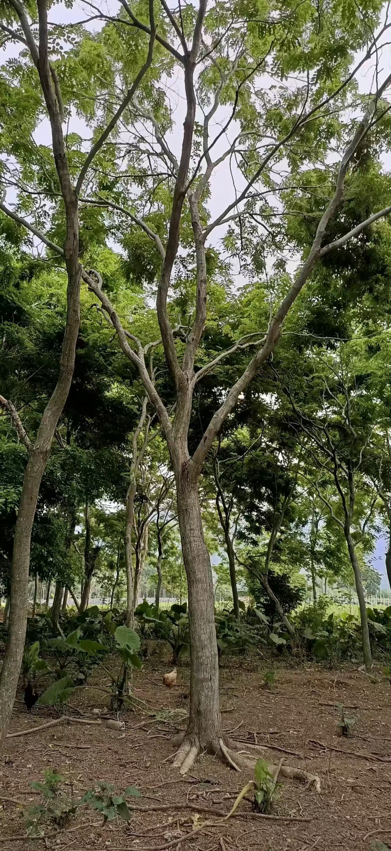 海南黄花梨