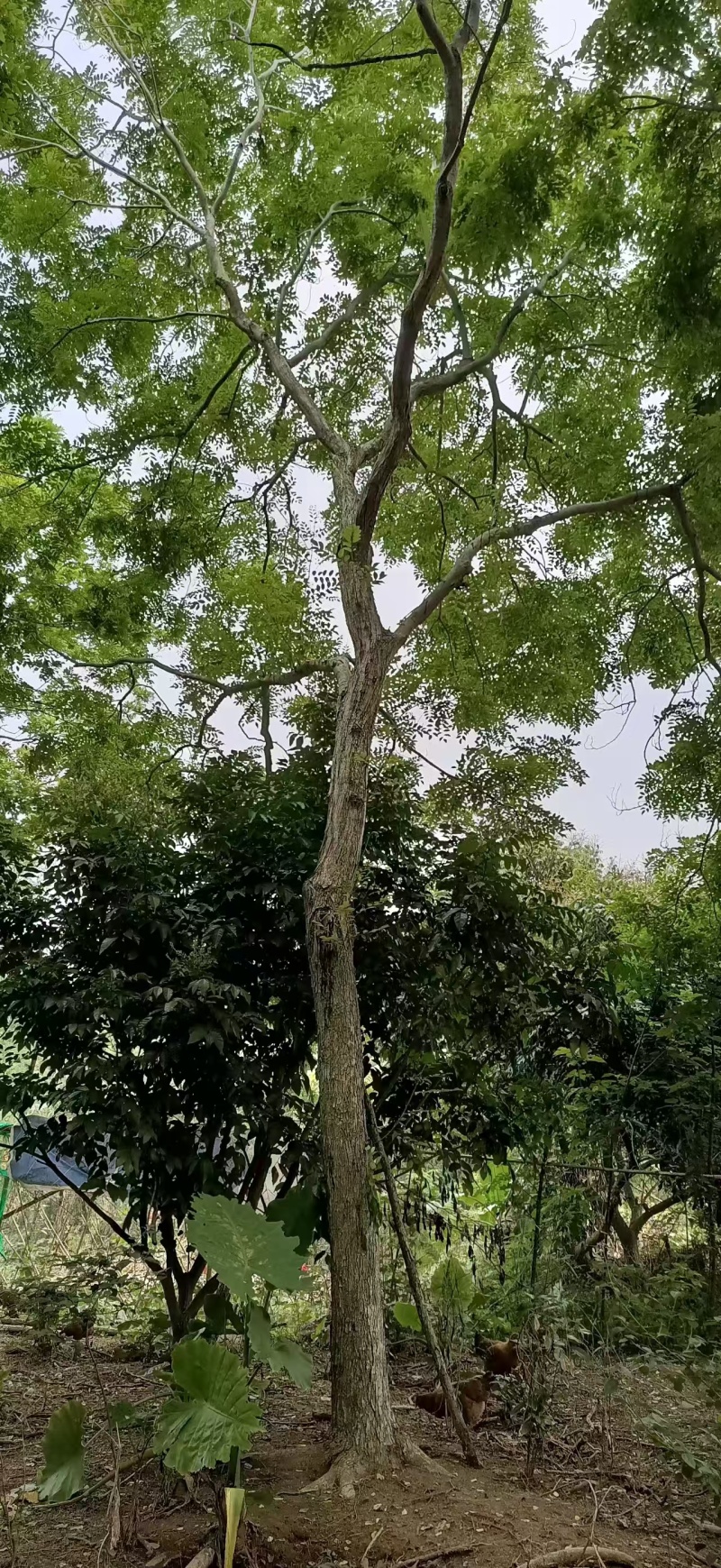 海南黄花梨