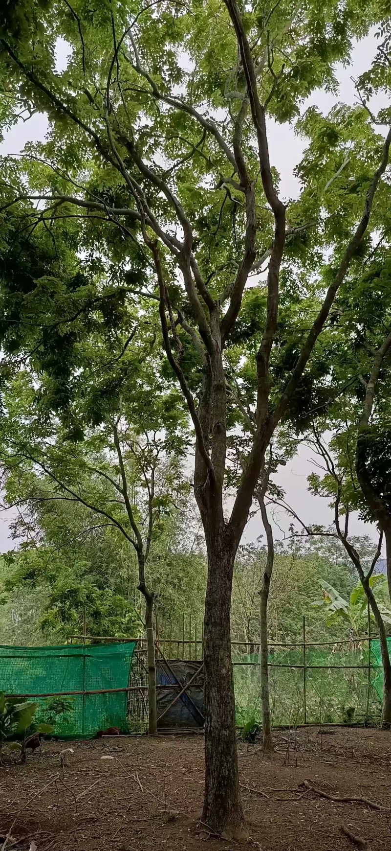 海南黄花梨