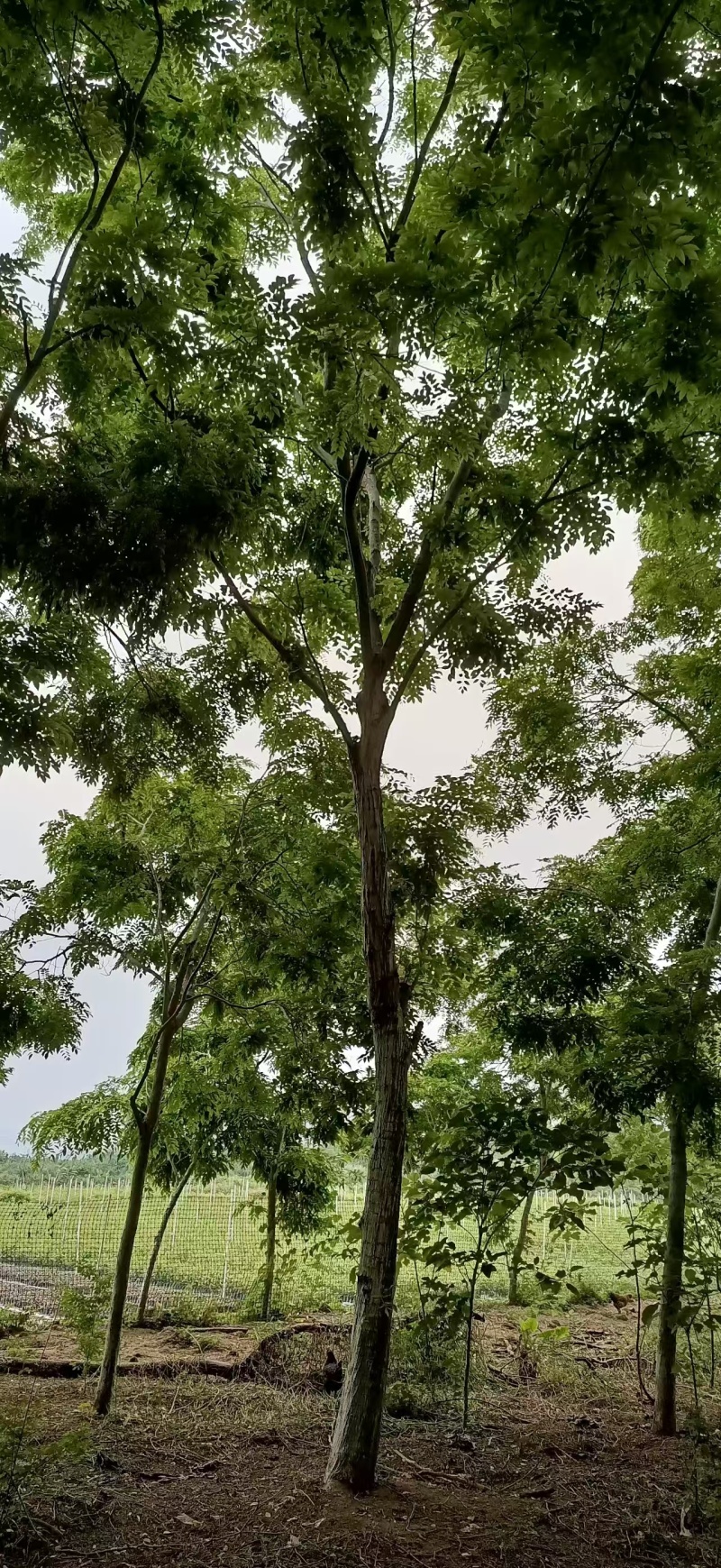 海南黄花梨