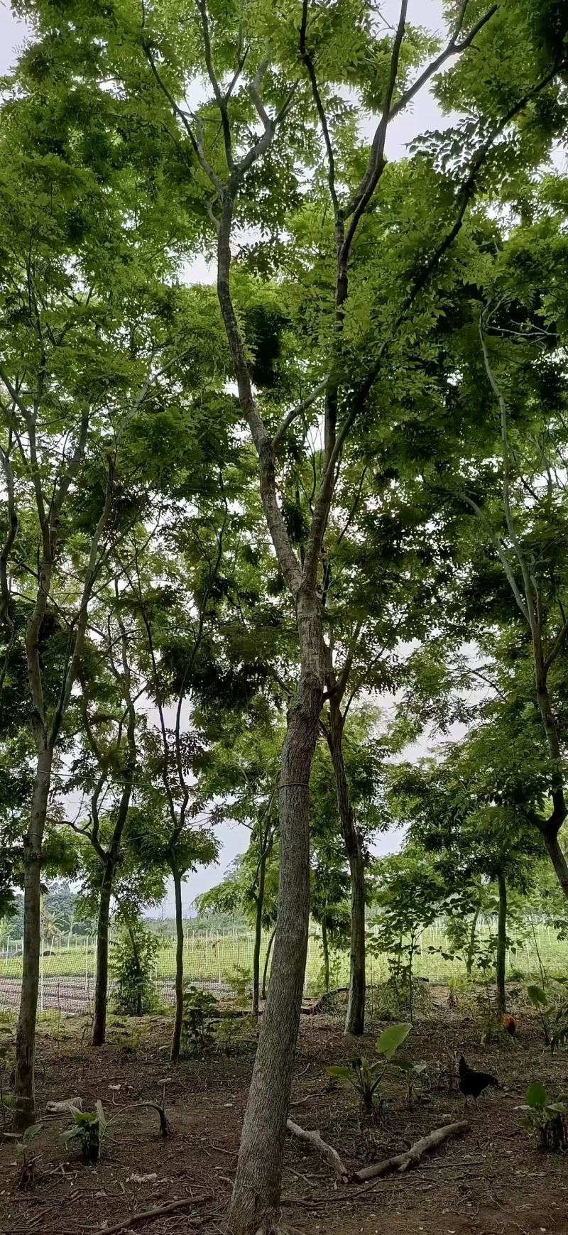 海南黄花梨