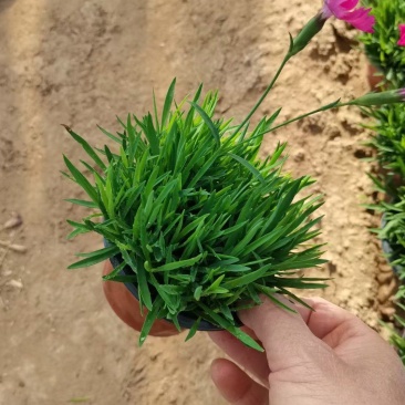 欧石竹基地直销,穴盘苗,营养杯苗,110盆大量有货