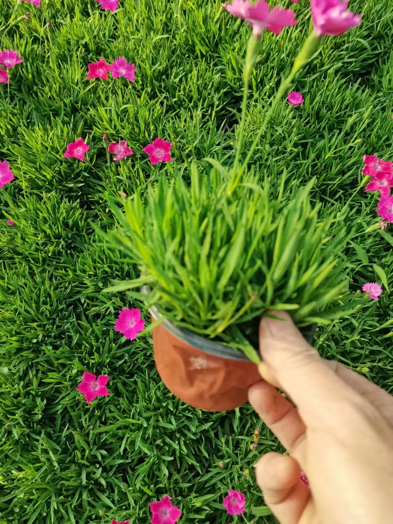 欧石竹基地直销，穴盘苗，营养杯苗，110盆大量有货