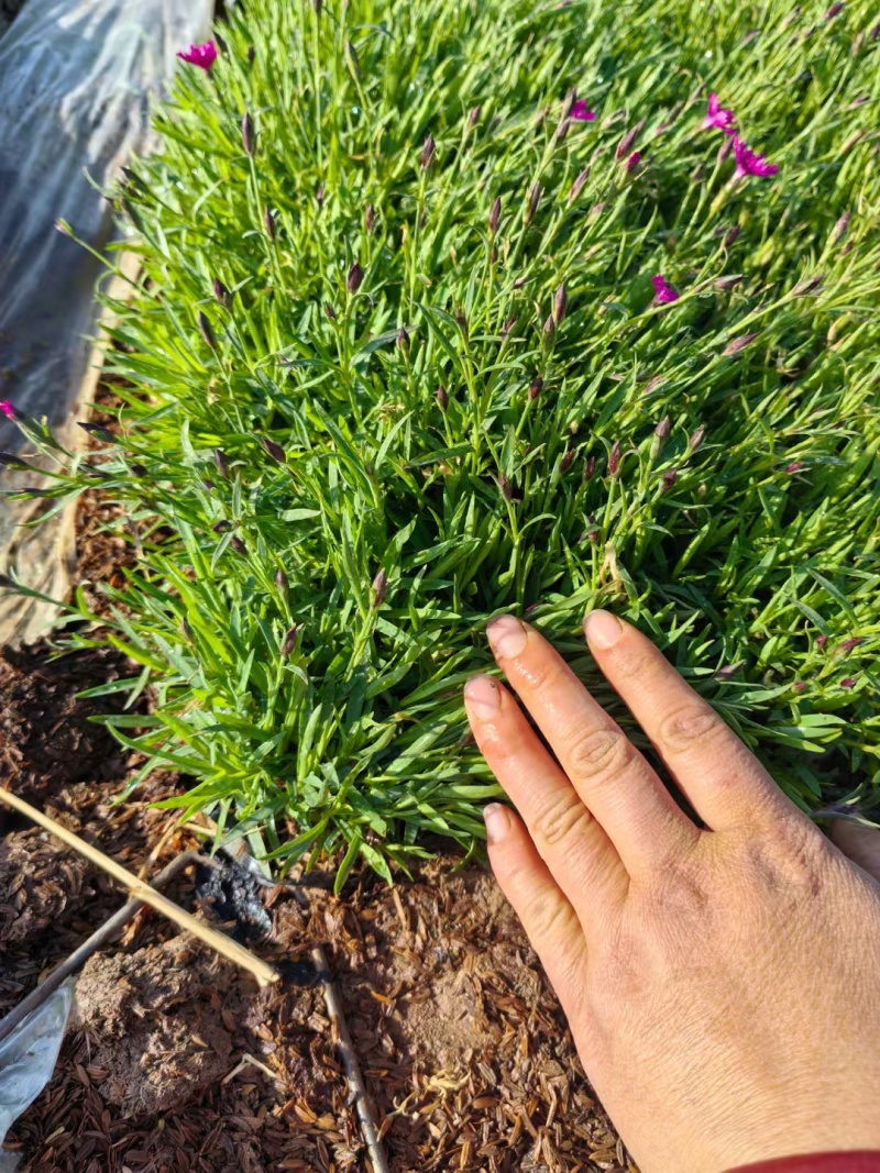 欧石竹基地直销，穴盘苗，营养杯苗，110盆大量有货