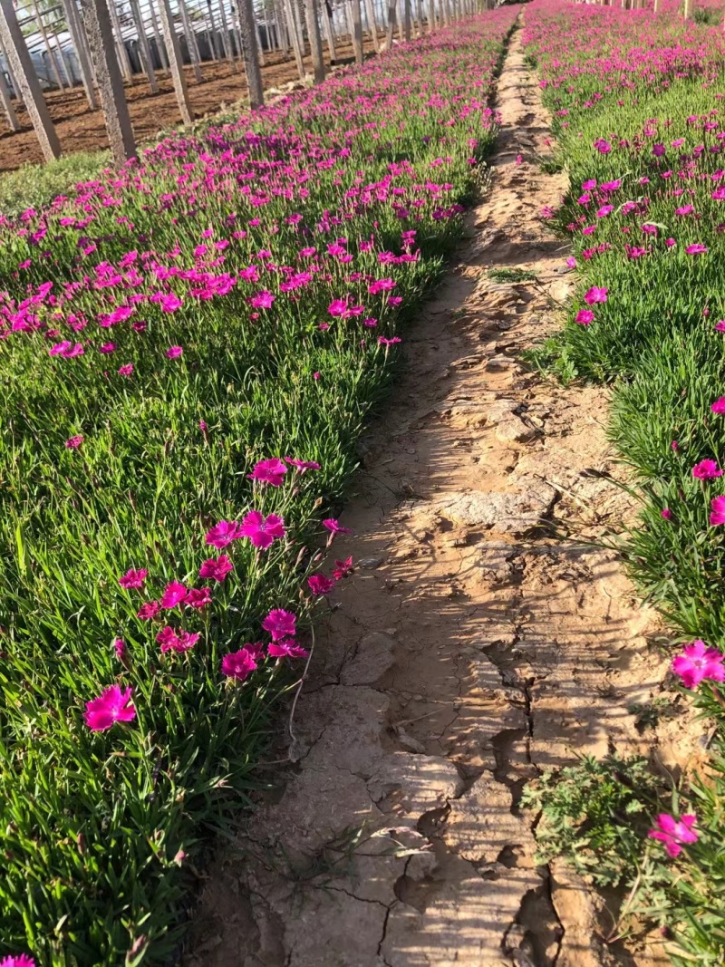 欧石竹基地直销，穴盘苗，营养杯苗，110盆大量有货