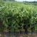 3斤杯营养杯白木香