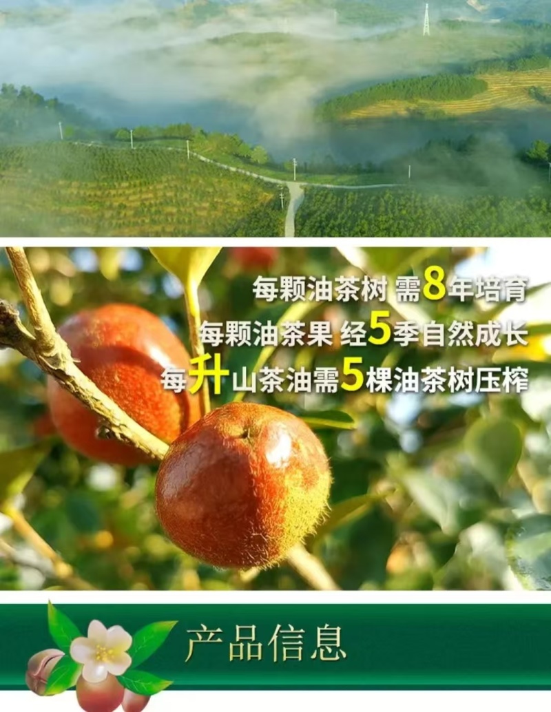 精品山茶油货源充足量大从优质量保证诚心经营欢迎咨询