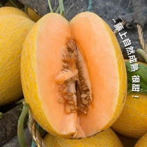 精品黄网纹哈密瓜，一手货源，品质保证，可对接电商商超等