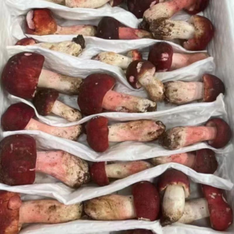 红菇