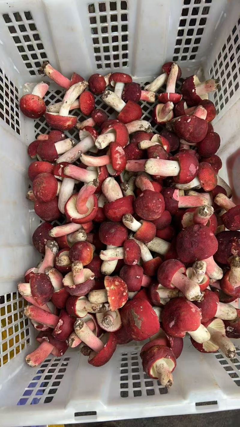 红菇