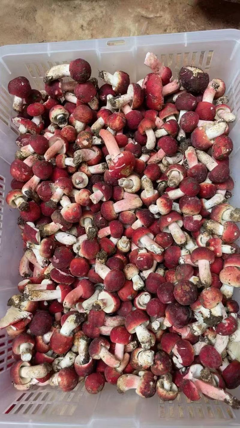 红菇