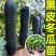 冬瓜苗结瓜密墨绿有光泽产量高早熟抗病强苗厂直发