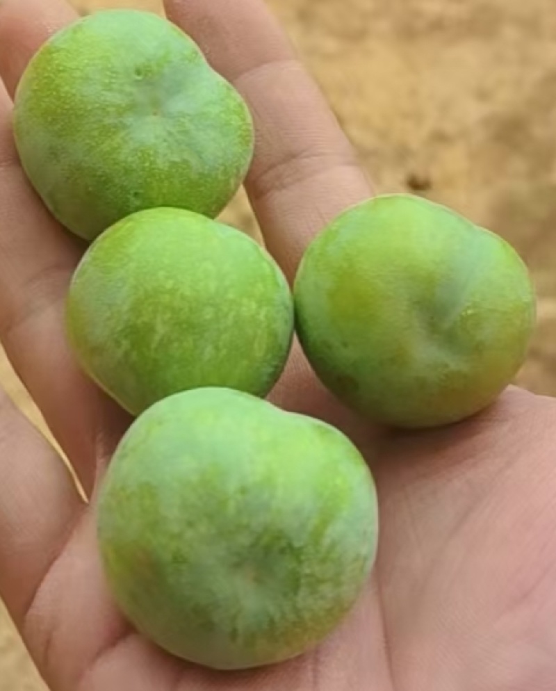 云南应季水果高原露天青脆李子，甜脆基地直供量大从优联系