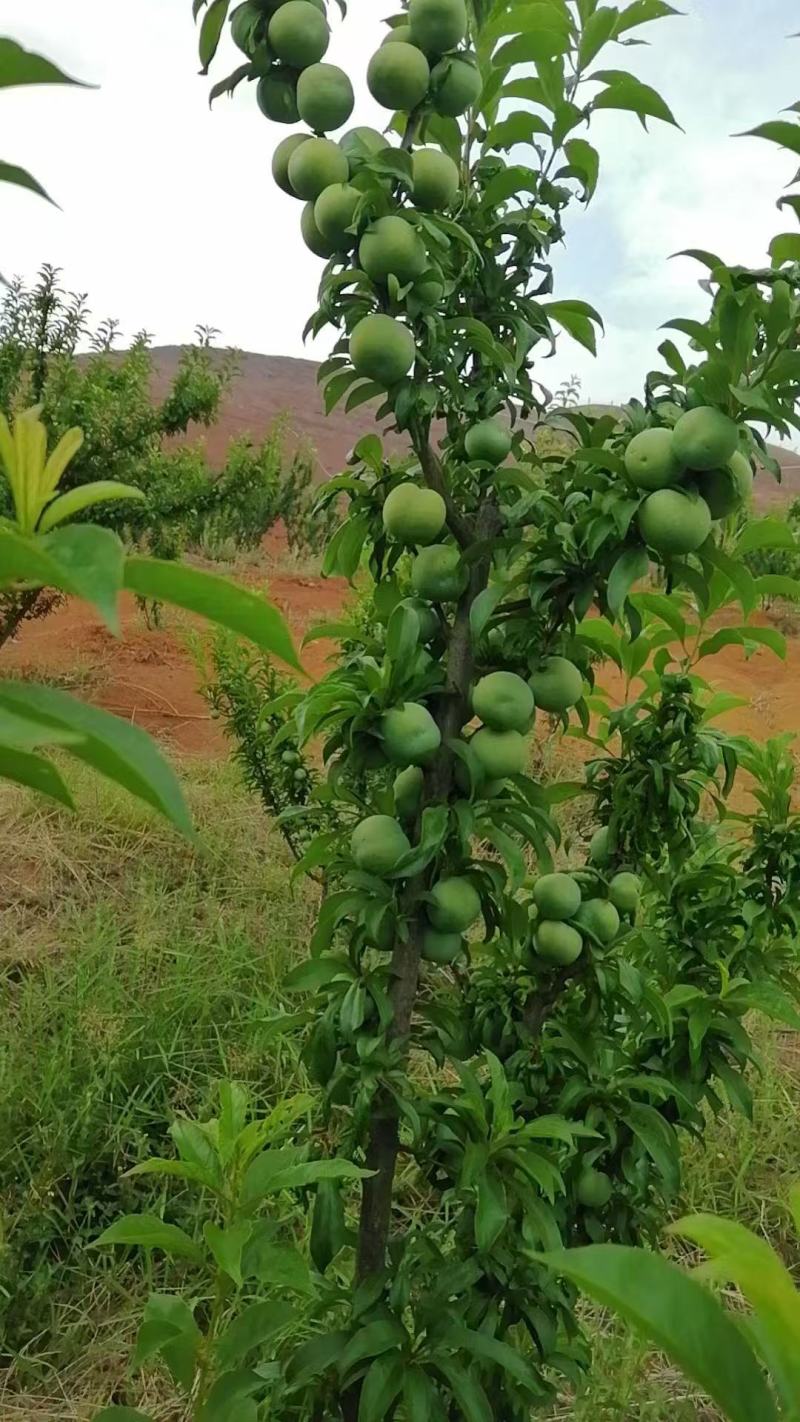 云南应季水果高原露天青脆李子，甜脆基地直供量大从优联系