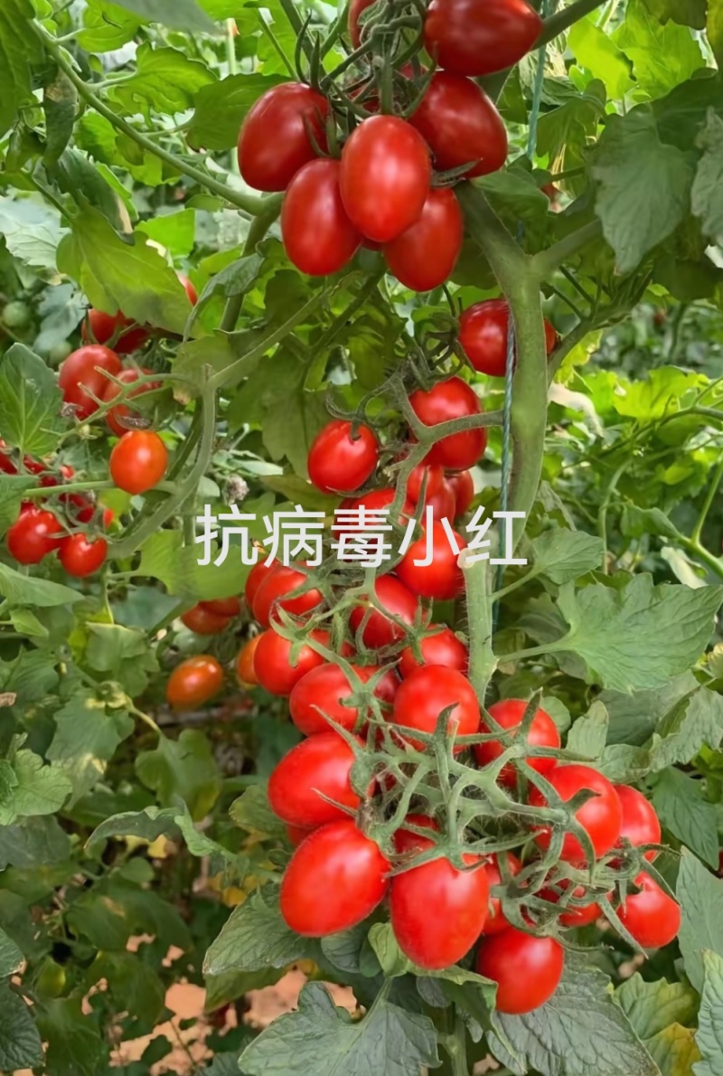 金玉满堂圣女果苗糖度高口感香甜高产抗病毒大量现苗发货
