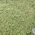 小苹果