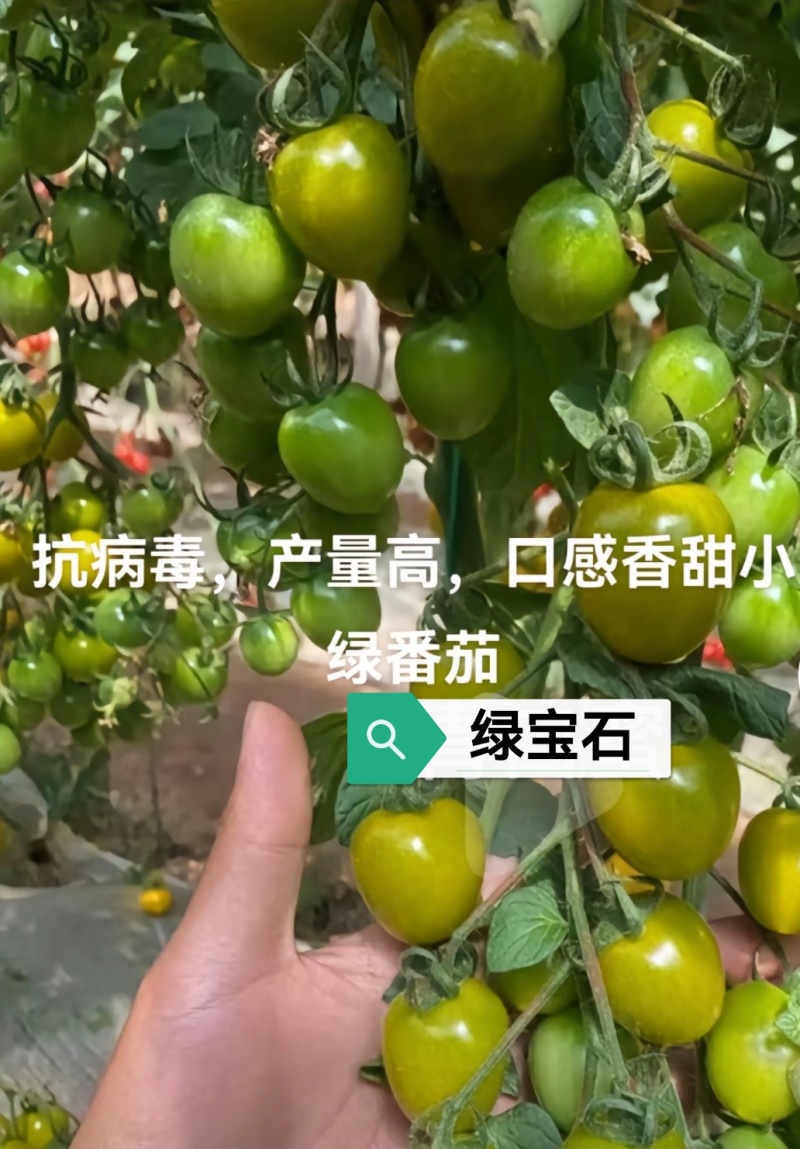 金玉满堂圣女果苗糖度高口感香甜高产抗病毒大量现苗发货