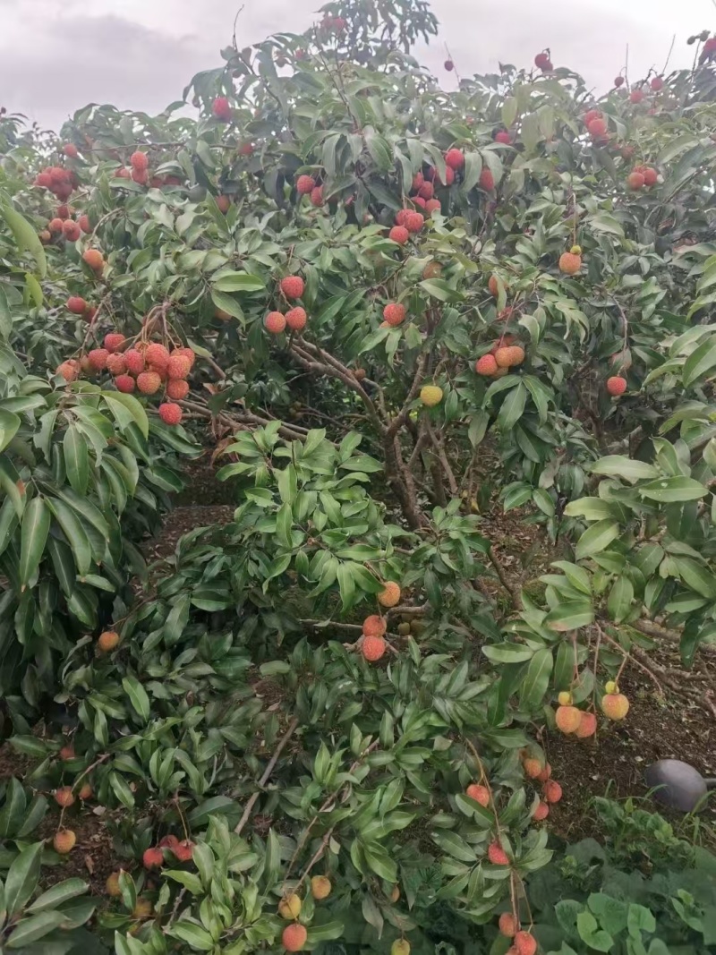 广西灵山妃子笑白糖罂荔枝大量上市欢迎老板实地考察订购