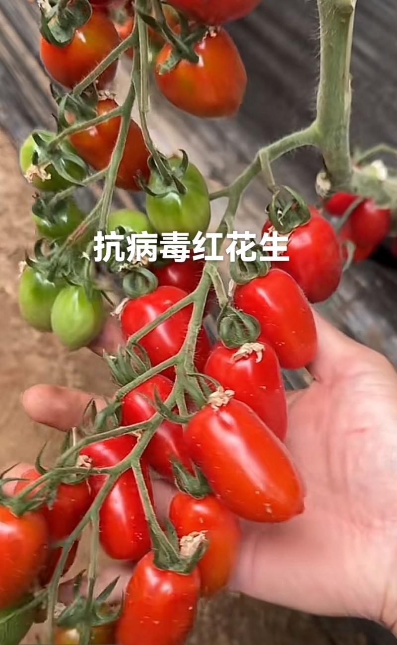 红黄花生紫花生圣女果花生形状小番茄苗糖度高口感好产量高