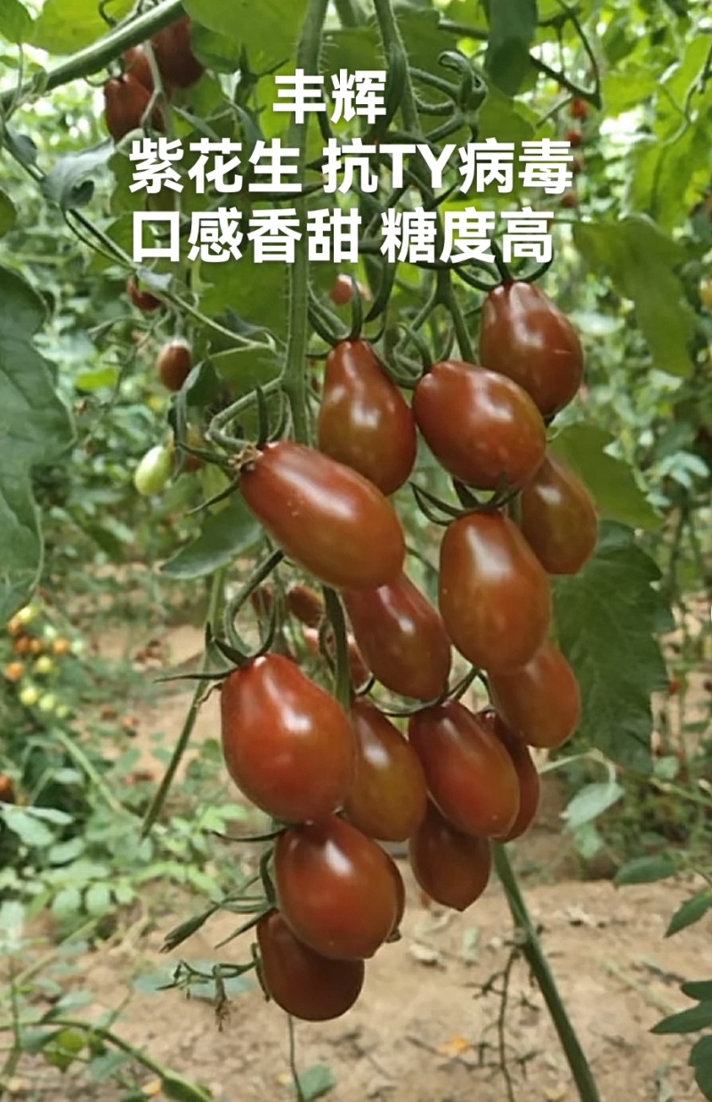红黄花生紫花生圣女果花生形状小番茄苗糖度高口感好产量高