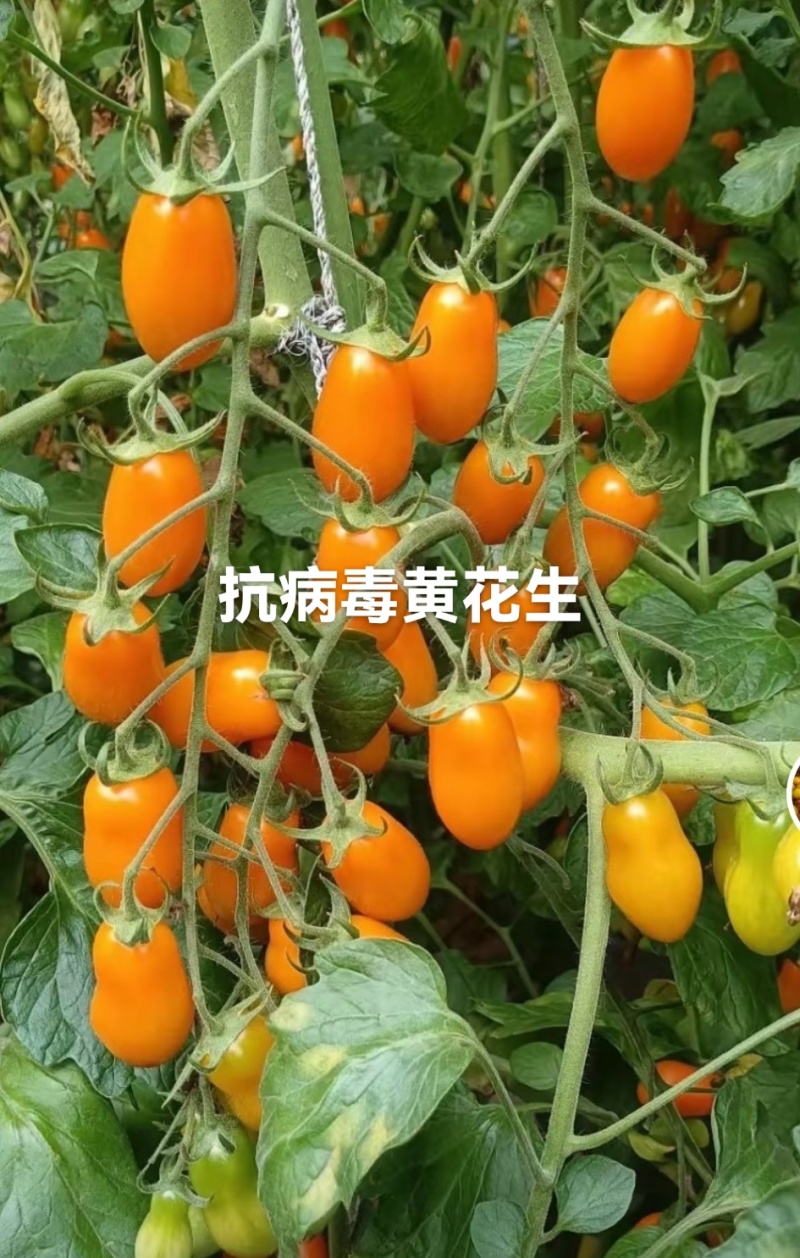 红黄花生紫花生圣女果花生形状小番茄苗糖度高口感好产量高
