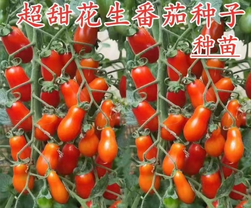 红黄花生紫花生圣女果花生形状小番茄苗糖度高口感好产量高