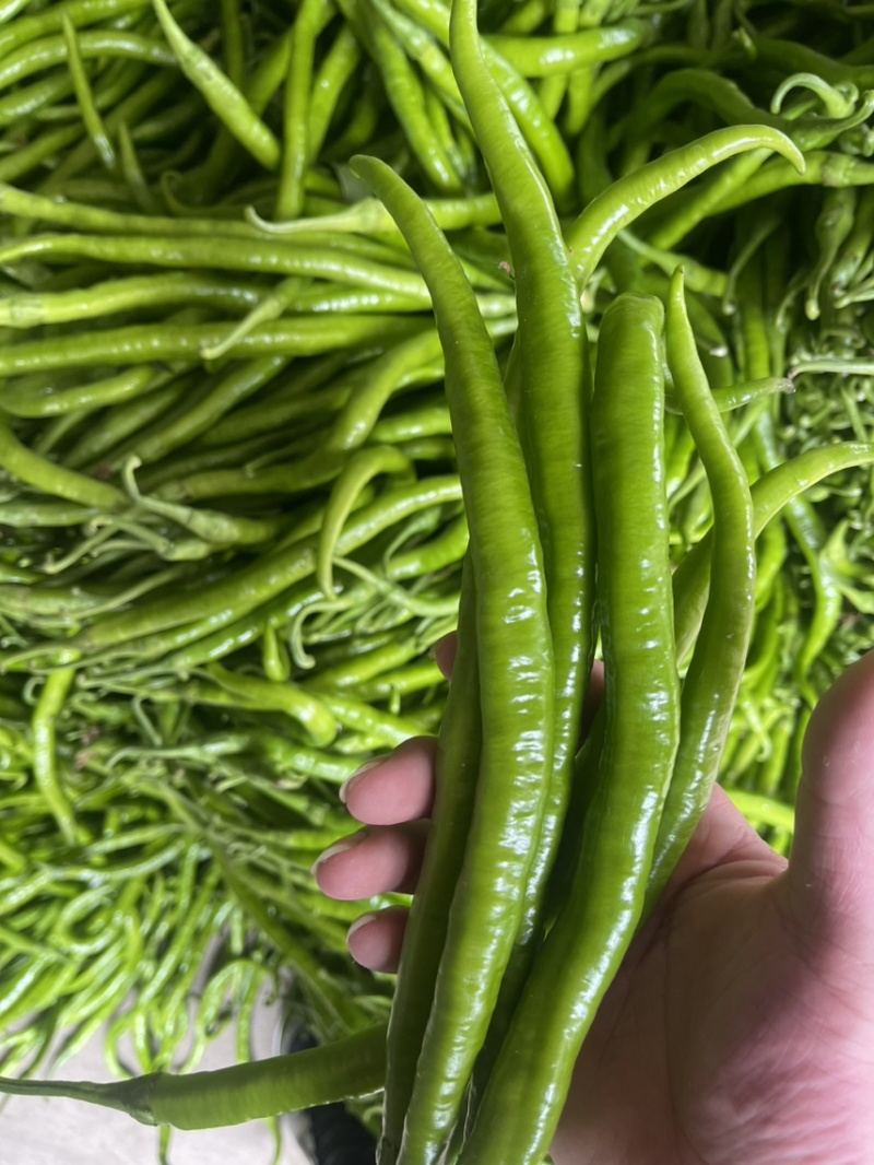 【推荐】精品线椒/基地直发/对接商超批发市场/欢迎咨询