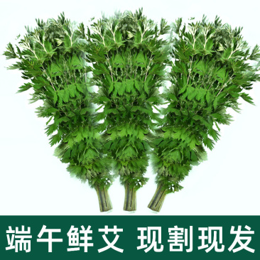端午新鲜艾草叶整棵泡脚包结婚一对新鲜坐月子洗澡野生带杆艾蒿