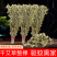 端午新鲜艾草叶整棵泡脚包结婚一对新鲜坐月子洗澡野生带杆艾蒿