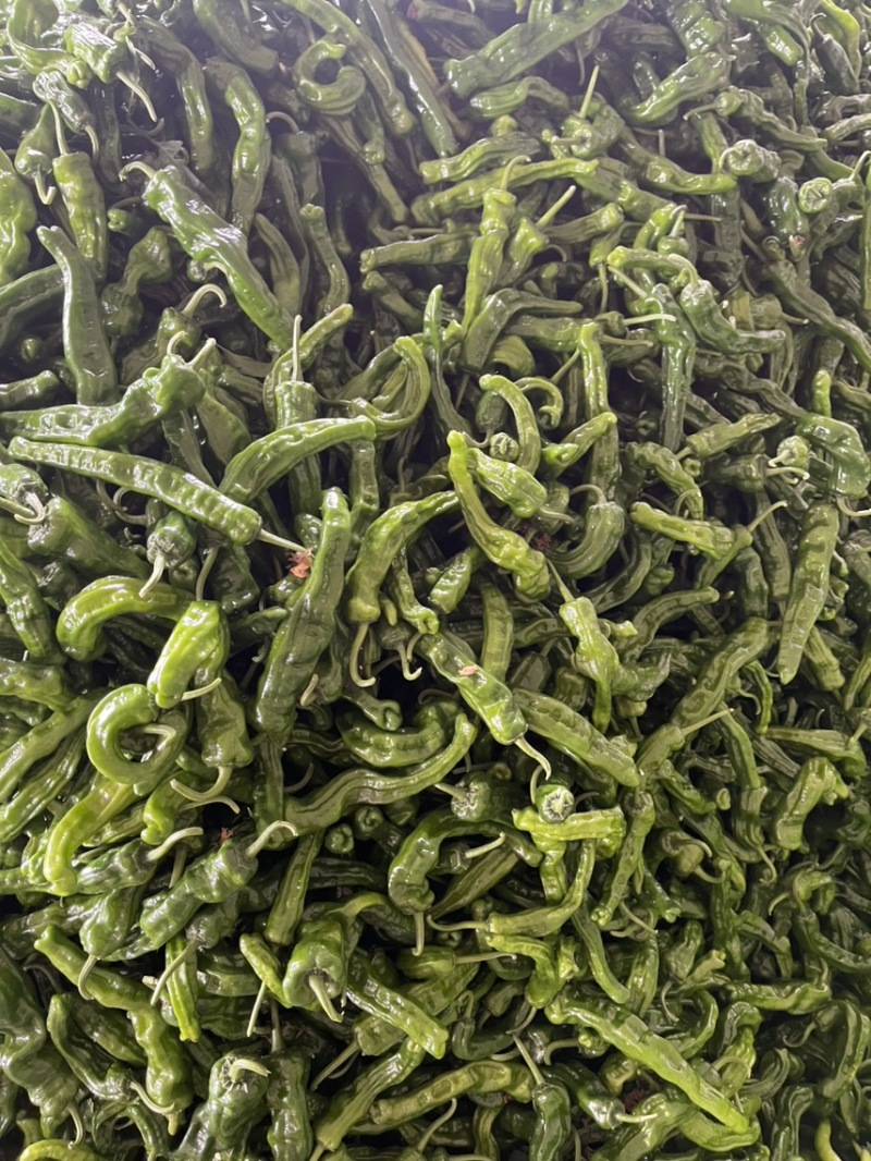 【牛商推荐】精品小皱皮辣椒/新品上市/对接商超批发市场