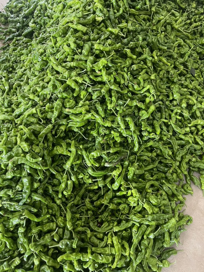 【牛商推荐】精品小皱皮辣椒/新品上市/对接商超批发市场