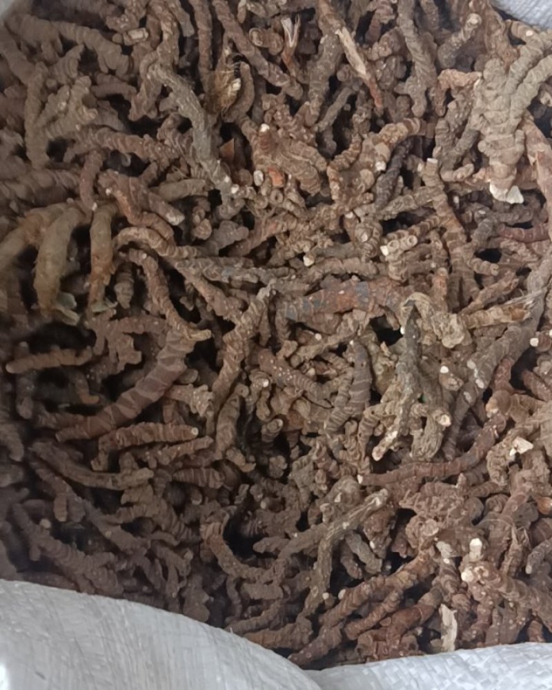 优质石菖蒲长期供货保障随时可聊自产自销