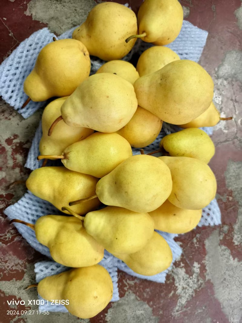 香蕉梨太婆梨产地河南三门峡葫芦梨秋巴梨产地火供