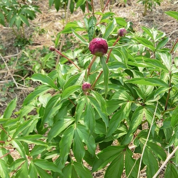 四年鲜赤芍