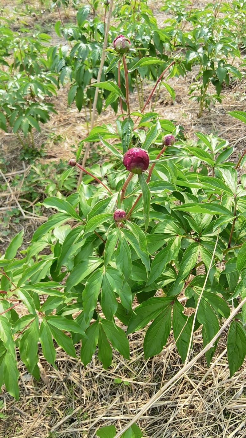 四年鲜赤芍