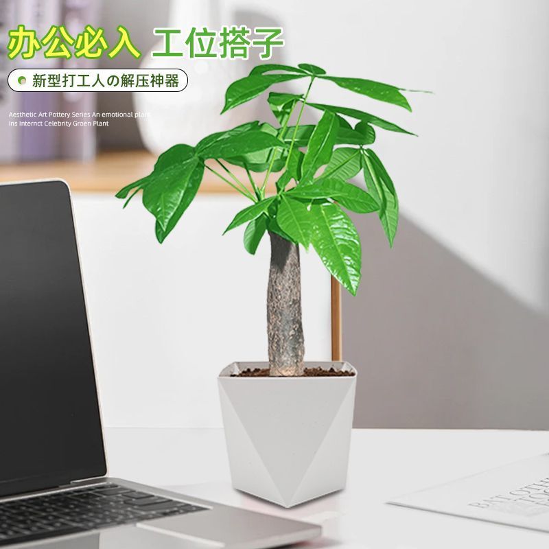 发财树盆栽植物室内客厅办公室桌面***小盆景四季常青好养好活
