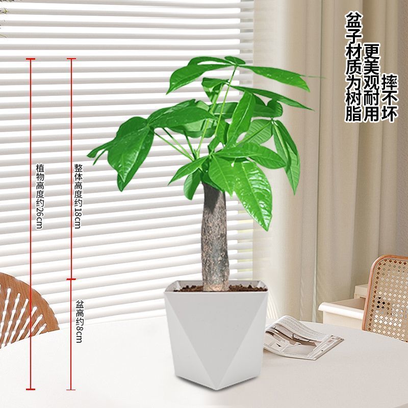 发财树盆栽植物室内客厅办公室桌面***小盆景四季常青好养好活