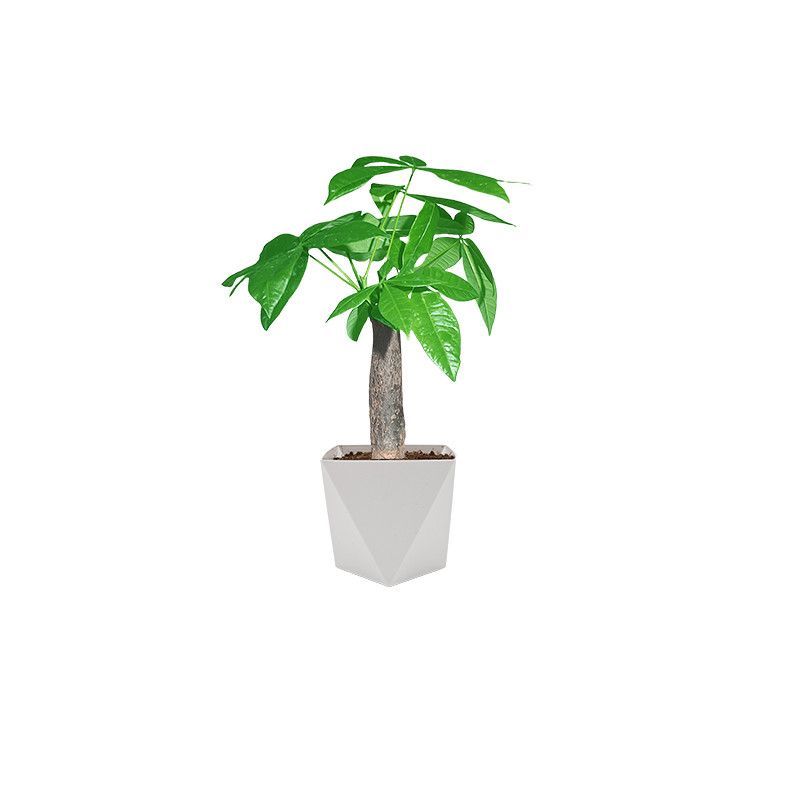 发财树盆栽植物室内客厅办公室桌面***小盆景四季常青好养好活