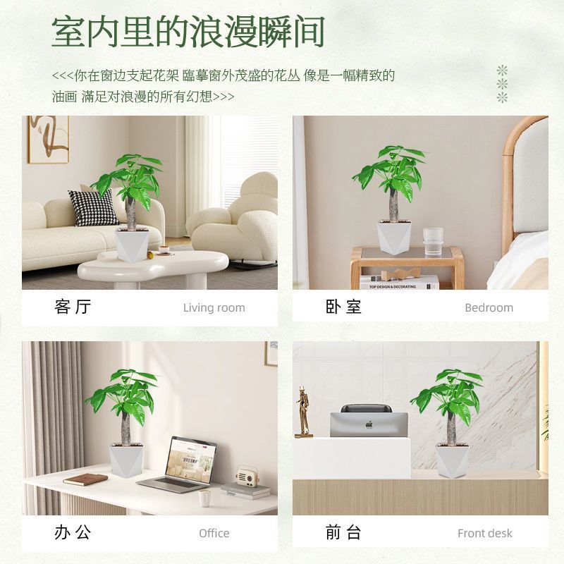 发财树盆栽植物室内客厅办公室桌面***小盆景四季常青好养好活