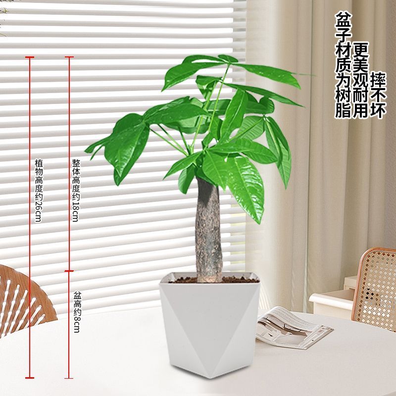 发财树盆栽植物室内客厅办公室桌面***小盆景四季常青好养好活