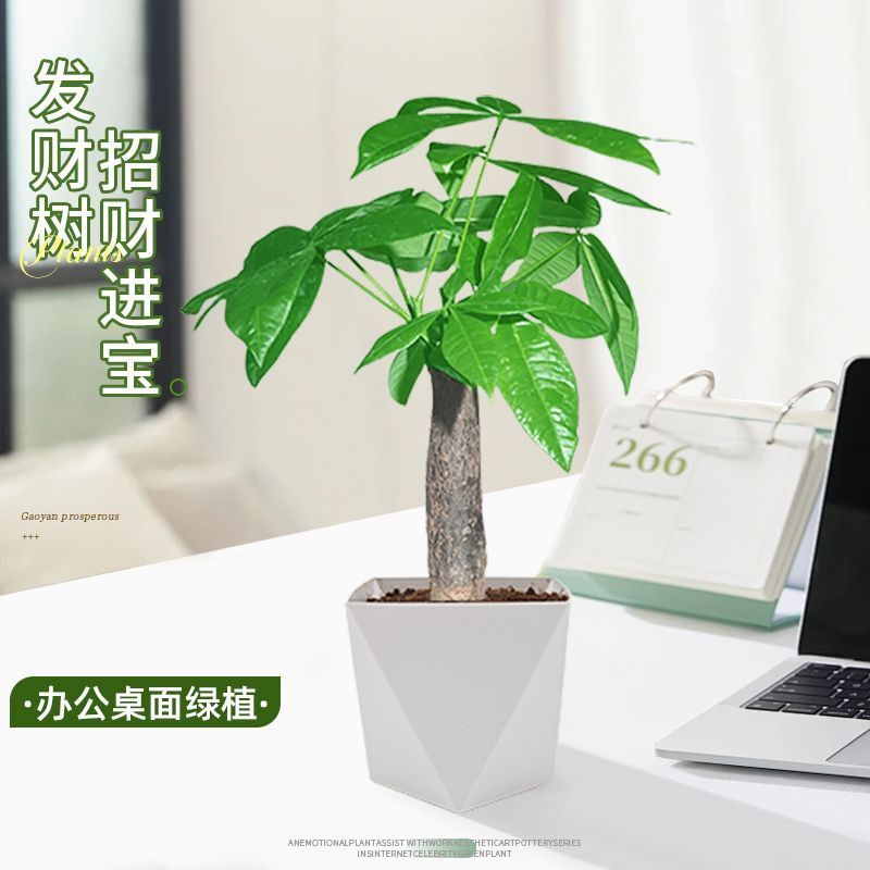 发财树盆栽植物室内客厅办公室桌面***小盆景四季常青好养好活