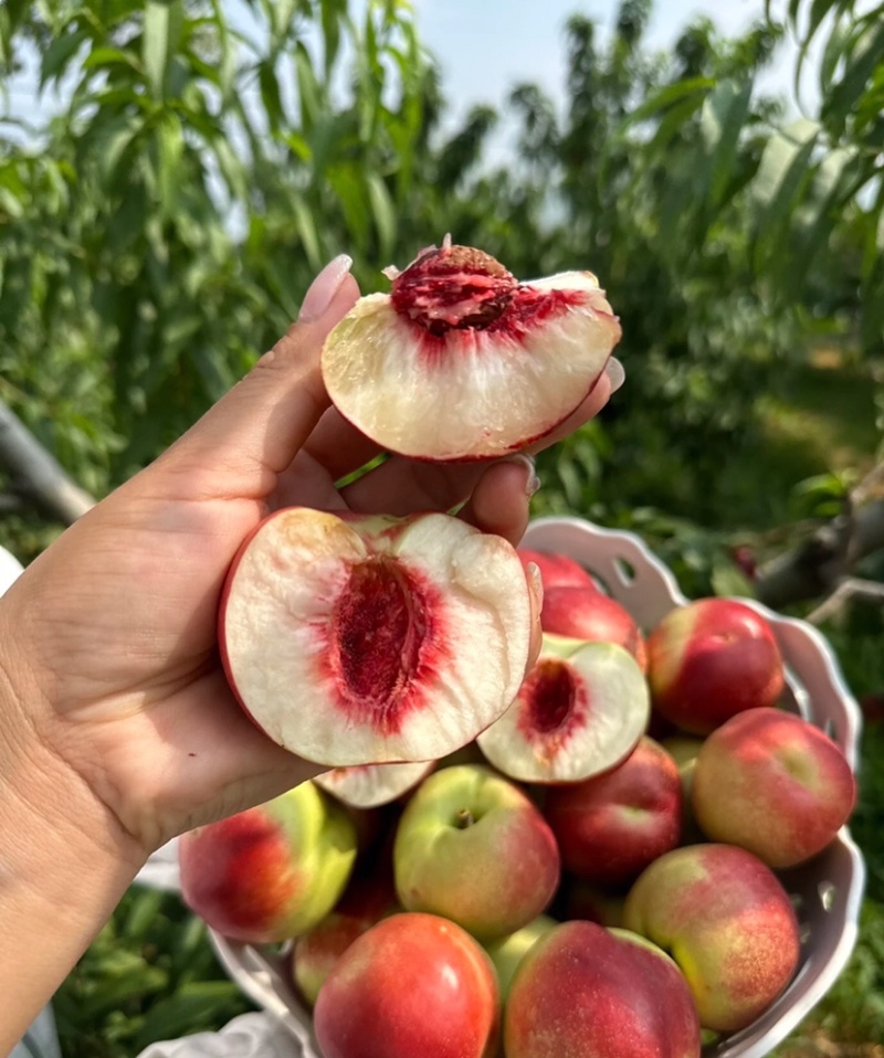 珍珠枣油桃大荔油桃基地直发可视频实地看货欢迎咨询