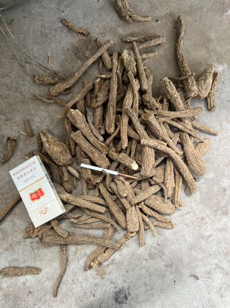 药厂货个子无硫白芷价格好商议