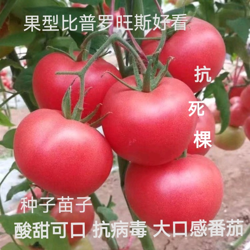 越夏口感大粉西红柿苗，沙瓤口感好耐裂产量高，抗病毒抗死棵