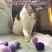绒球发射解闷逗猫静音球逗弹力神器互动毛球发射器娱乐