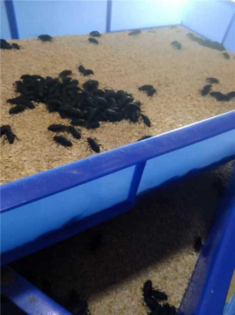蛋白虫自产自销大量有货量大从优价格运费可聊欢迎咨询